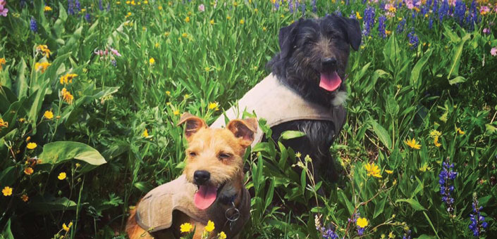 2 dogs in a wild flower field