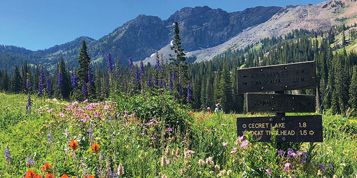 Mountain flowers at Albion Basin