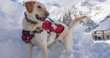 Golden lab rescue dog in the snow with rescue vest