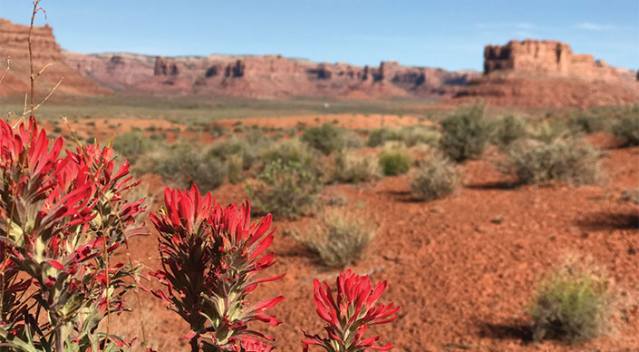 Bears Ears scenic shot with Indian paintbrush flowers in foreground