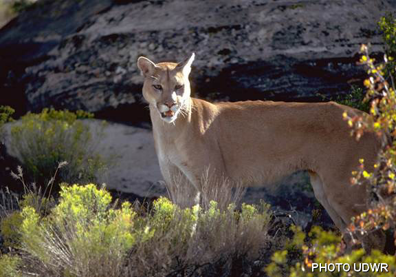 mountain lion cougar Utah