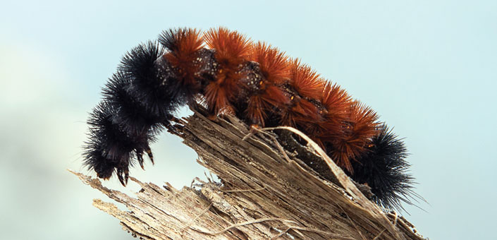 Wooly Bear Caterpillar on a wooden branch