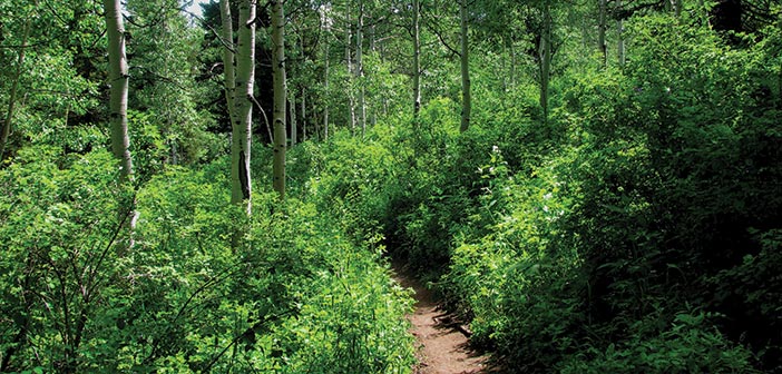 Trail into an aspen and fir grove, Uinta National Forest, Utah.